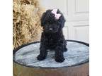 Poodle (Toy) Puppy for sale in Grabill, IN, USA