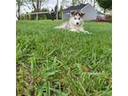 Siberian Husky Puppy for sale in Spencerville, IN, USA