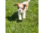 Cavalier King Charles Spaniel Puppy for sale in Lockport, IL, USA