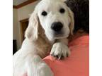 Golden Retriever Puppy for sale in College Station, TX, USA