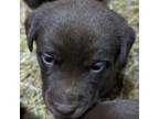 Chocolate lab (Pink collar)