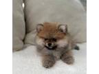 Pomeranian Puppy for sale in Kent, WA, USA