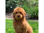 Goldendoodle Puppy for sale in Winton, CA, USA