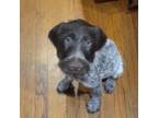 German Wirehaired Pointer Puppy for sale in Plano, IL, USA
