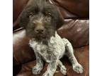 German Wirehaired Pointer Puppy for sale in Plano, IL, USA