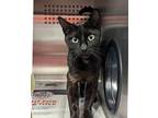 Janice, Domestic Shorthair For Adoption In Sedalia, Colorado