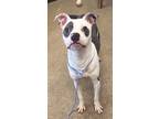 Oreo Xviii 146, American Pit Bull Terrier For Adoption In Cleveland, Ohio