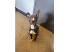 Melville 29, American Pit Bull Terrier For Adoption In Cleveland, Ohio