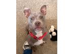 Nibblet 138, American Pit Bull Terrier For Adoption In Cleveland, Ohio