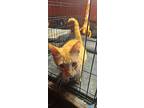 Crush, Domestic Shorthair For Adoption In Bowling Green, Kentucky