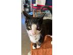 Nash, Domestic Shorthair For Adoption In Bowling Green, Kentucky