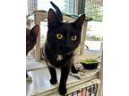 Kuromi, Domestic Shorthair For Adoption In Novato, California