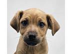 Austin, Labrador Retriever For Adoption In New York, New York