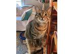 Baby, Domestic Shorthair For Adoption In Windermere, Florida