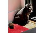 Mowgli, Domestic Shorthair For Adoption In Toronto, Ontario