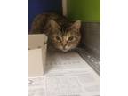 Kalahari, Domestic Shorthair For Adoption In Philadelphia, Pennsylvania