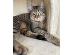 Anahita, Domestic Shorthair For Adoption In Los Angeles, California