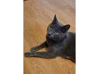 Zoey, Russian Blue For Adoption In Tampa, Florida