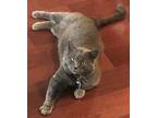 Sir Cheeks Bertram, Domestic Shorthair For Adoption In Fairfax, Virginia