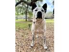 Freckles Oreo, Staffordshire Bull Terrier For Adoption In Friendswood, Texas