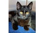 Taylor, Domestic Shorthair For Adoption In Ferndale, Michigan