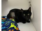 Freya, Domestic Shorthair For Adoption In Shorewood, Illinois