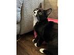 Lilly Kitten, Domestic Shorthair For Adoption In Rockaway, New Jersey