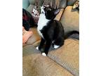 Poppy Kitten, Domestic Shorthair For Adoption In Rockaway, New Jersey