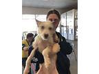 Preston Gch, Cairn Terrier For Adoption In Rockaway, New Jersey