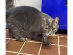 Mouse, Domestic Shorthair For Adoption In White Cloud, Michigan