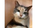 Luna, Domestic Shorthair For Adoption In Kingston, Ontario