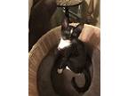 Sassafrass 3925, Domestic Shorthair For Adoption In Dallas, Texas