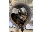 Big Bit, Domestic Shorthair For Adoption In Columbus, Indiana