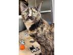 Little Bit, Domestic Shorthair For Adoption In Columbus, Indiana