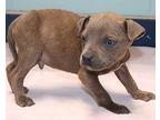 Jake, Terrier (unknown Type, Medium) For Adoption In Forrest City, Arkansas