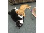 Caramel Bonded With Ollie, Domestic Longhair For Adoption In Macedonia, Ohio