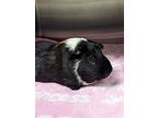 Piggie Smalls, Guinea Pig For Adoption In Lexington, Kentucky