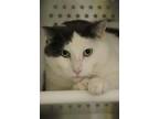 Gaston (chaton), Domestic Shorthair For Adoption In Montreal, Quebec