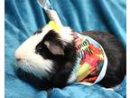 Goober & Gumball, Guinea Pig For Adoption In Forked River, New Jersey