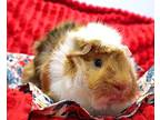 Sunny D, Guinea Pig For Adoption In Forked River, New Jersey