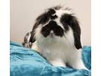 Cinnabon & Oreo, Lop-eared For Adoption In Forked River, New Jersey