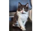 Pull Tab, Domestic Longhair For Adoption In Wausau, Wisconsin