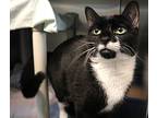Athena, Domestic Shorthair For Adoption In Forked River, New Jersey