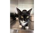 Ruffles (bonded To Pringles), Domestic Shorthair For Adoption In Richmond