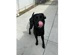 Sherlock Bones, Labrador Retriever For Adoption In Kalamazoo, Michigan