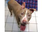 Chip- Foster Or Adopt, American Staffordshire Terrier For Adoption In Forked