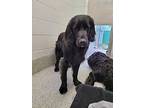 Louie, Flat-coated Retriever For Adoption In Richmond, British Columbia