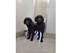 Lincoln, Flat-coated Retriever For Adoption In Richmond, British Columbia