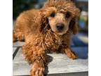 Mutt Puppy for sale in Neenah, WI, USA