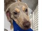 Sabo, Doberman Pinscher For Adoption In Houston, Texas